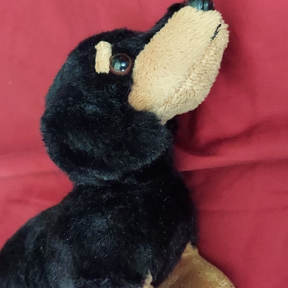 Puppy Black & Tan - Picture 6 of 8